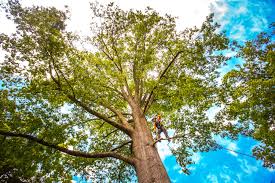 Tree and Shrub Care in Cleveland, TX