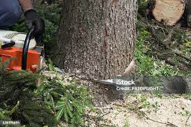 Trusted Cleveland, TX Tree Services Experts