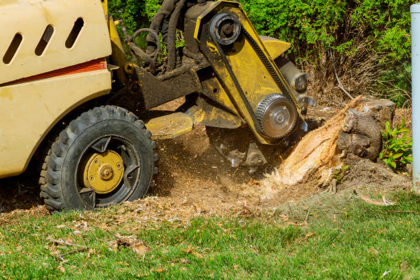Best Commercial Tree Services  in Cleveland, TX