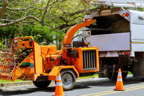 Best Tree Disease Treatment  in Cleveland, TX