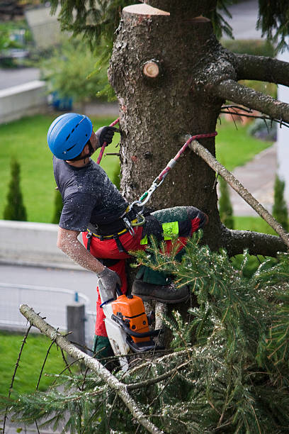 Best Aeration Services  in Cleveland, TX