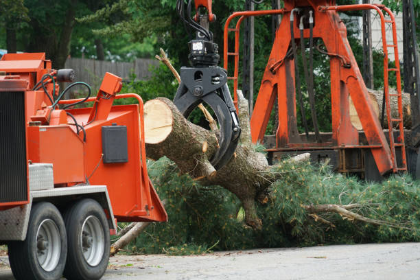 Best Stump Grinding and Removal  in Cleveland, TX
