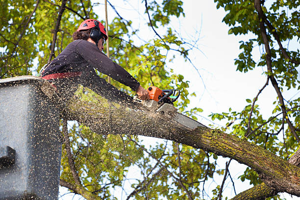 Best Tree Cabling and Bracing  in Cleveland, TX